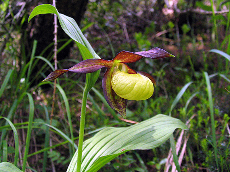 Cypripedium calceolus / Scarpetta di Venere